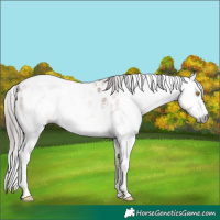 Horse Color:Gray Amber Champagne Sabino Near Leopard 