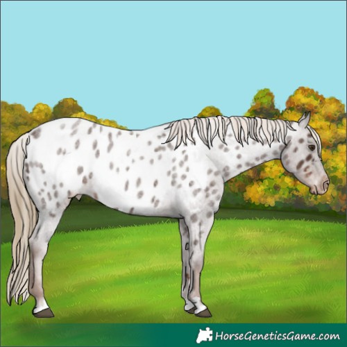 Horse Color:Liver Red Roan Appaloosa 