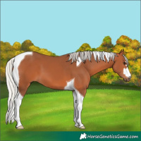 Horse Color:Silver Bay Tobiano 