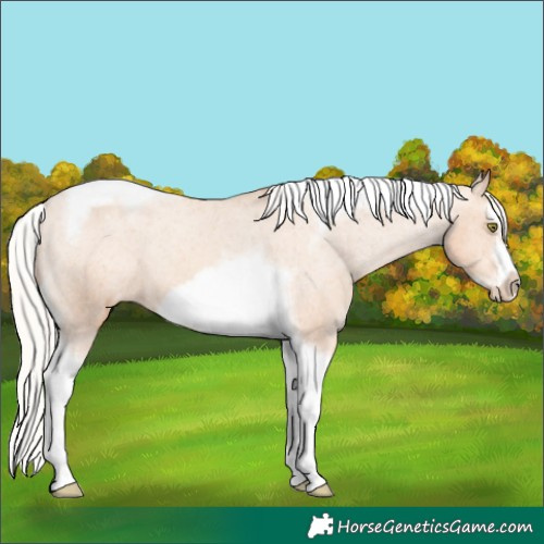 Horse Color:Silver Amber Champagne Splash Tobiano Frame Appaloosa 