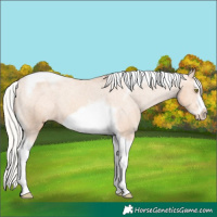 Horse Color:Silver Amber Champagne Splash Tobiano Frame Appaloosa 