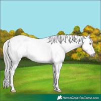 Horse Color:Gray Amber Champagne Sabino Splash 