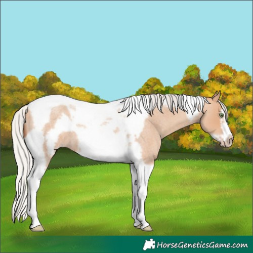 Horse Color:Silver Amber Champagne Roan Tobiano Frame 