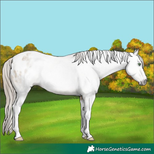 Horse Color:Gray Sable Cream Champagne Tobiano Blanket 