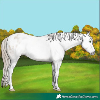 Horse Color:Gray Sable Cream Champagne Tobiano Blanket 