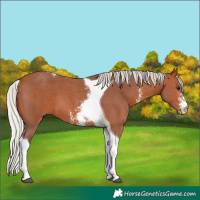 Horse Color:Silver Bay Sabino Tobiano