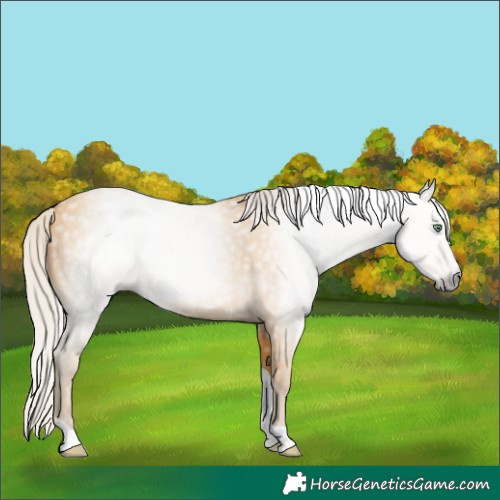 Horse Color:Gray Silver Amber Cream Champagne Tobiano 