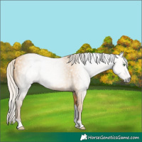Horse Color:Gray Silver Amber Cream Champagne Tobiano 