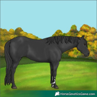Horse Color:Black 