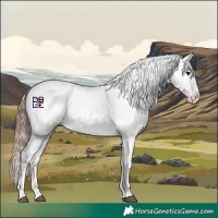 Horse Color:Bay Tobiano Appaloosa 
