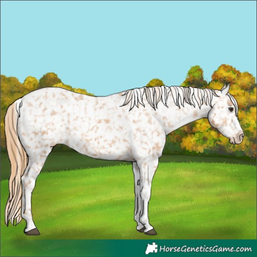 Horse Color:Chestnut Tobiano Appaloosa 
