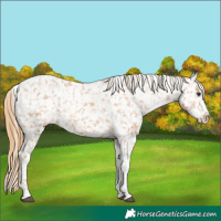Horse Color:Chestnut Tobiano Appaloosa 