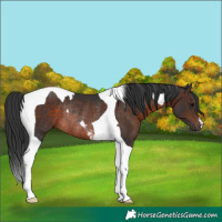 Horse Color:Brown Tobiano Rabicano 