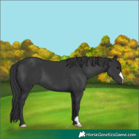 Horse Color:Black 