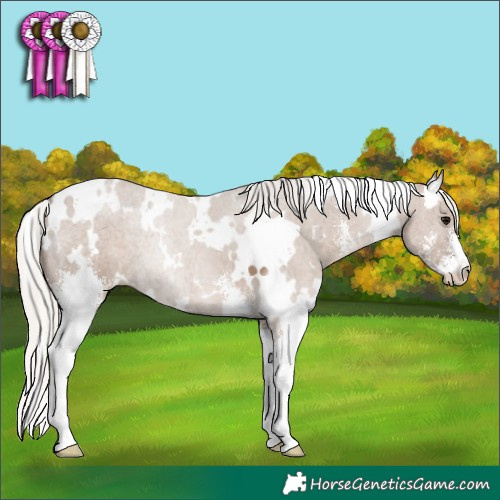 Horse Color:White Spotted Silver Grullo Sabino 