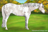 Horse Color:White Spotted Silver Grullo Sabino 