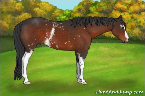 Horse Color:White Spotted Brown 