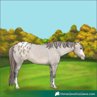 Horse Color:Brown Dun Appaloosa 