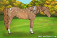 Horse Color:Chestnut Tobiano Appaloosa 