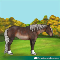 Horse Color:Silver Brown Rabicano 