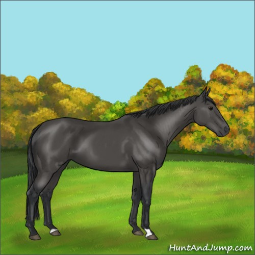 Horse Color:Black 