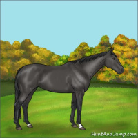 Horse Color:Black 