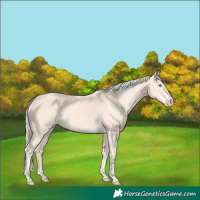 Horse Color:Cremello Splash  and Cremello Splash Frame 