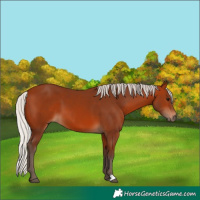 Horse Color:Silver Bay 