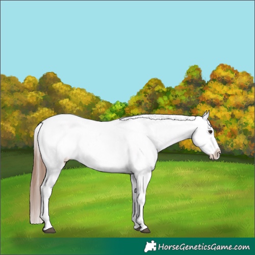 Horse Color:Chestnut Tobiano Appaloosa 