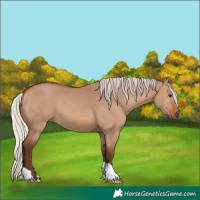 Horse Color:Silver Brown Dun 