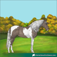 Horse Color:Silver Black Tobiano 