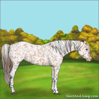 Horse Color:Bay Tobiano Appaloosa 