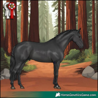 Horse Color:Black 