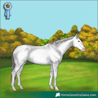 Horse Color:Brown Dun Sabino Splash 