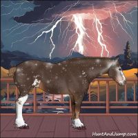 Horse Color:Gray Chestnut Sabino 