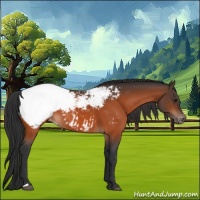Horse Color:Bay Appaloosa