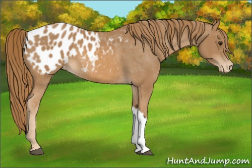 Horse Color:Chestnut Appaloosa
