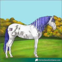 Horse Color:Platinum Painted Brown Dun Tobiano Blanket 