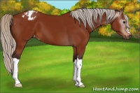 Horse Color:Gray Silver Bay Appaloosa