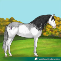 Horse Color:Blue Roan Splash 