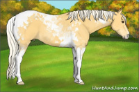 Horse Color:Palomino Tobiano 