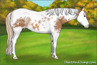 Horse Color:Chestnut Splash Tobiano