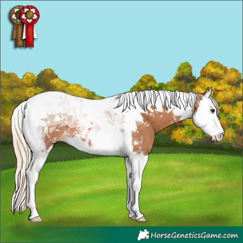 Horse Color:Chestnut Splash Tobiano 