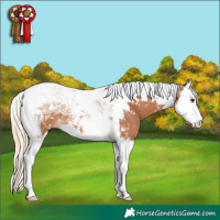 Horse Color:Chestnut Splash Tobiano