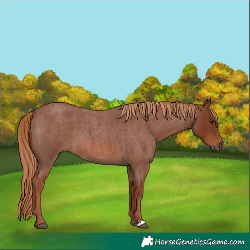 Horse Color:Red Roan 