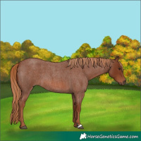 Horse Color:Red Roan 