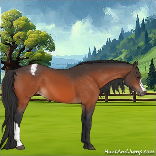 Horse Color:Bay Appaloosa