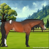 Horse Color:Bay Appaloosa 