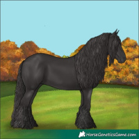 Horse Color:Smoky Black 