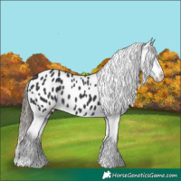 Horse Color:Black Near Leopard Rabicano 